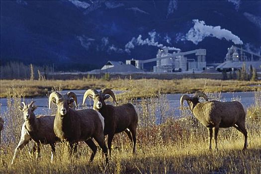 大角羊,艾伯塔省,加拿大