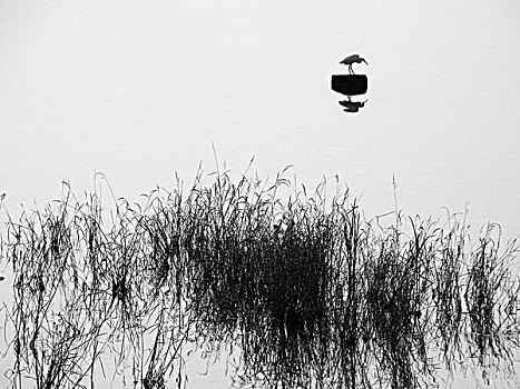 洛阳湿地的白鹭野鸭