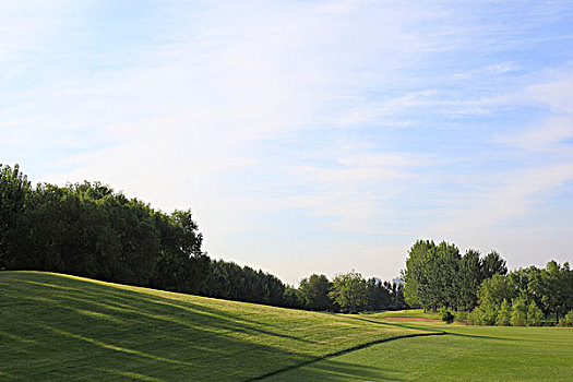 高尔夫球场,草地,树木