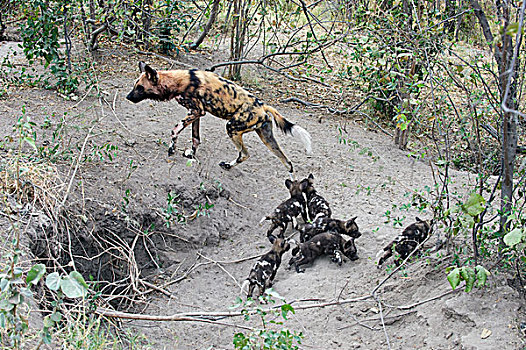 非洲野狗,非洲野犬属,成年,星期,老,幼仔,巢穴,北方,博茨瓦纳