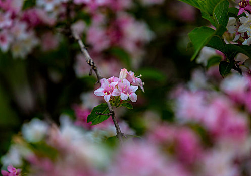 立夏,锦带花开