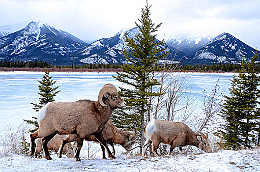 大角羊,幼兽,阿萨巴斯卡河,落基山,碧玉国家公园,艾伯塔省,加拿大,放牧,靠近,公路,冬天