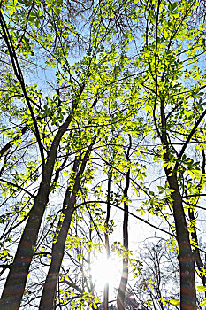 栗子树,叶子,太阳,春天,奥登瓦尔德,黑森州,德国