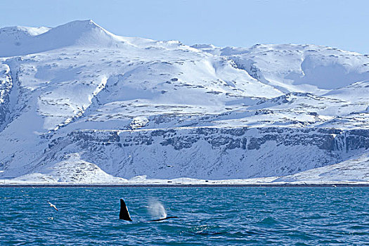 行凶,鲸,西部,海岸,冰岛,欧洲