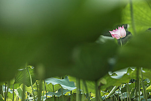 粉色,莲花,湖,中国