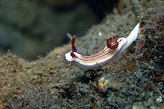 裸鳃类动物,巴厘岛,印度尼西亚,亚洲