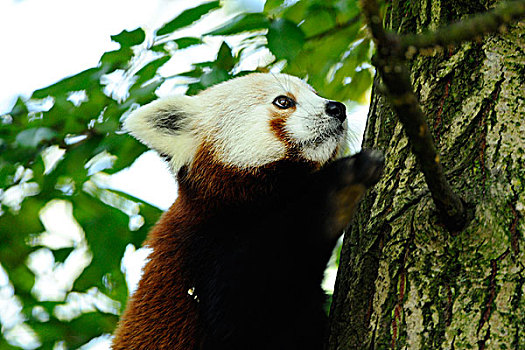 特写红,大熊猫,小熊猫,在树上