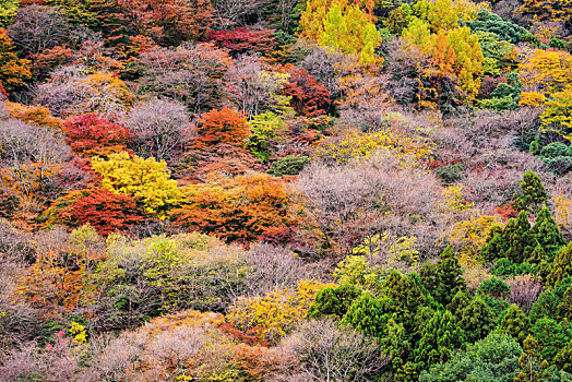 背景,特写,秋天,树,彩色