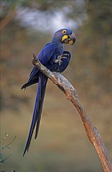 紫蓝金刚鹦鹉,摄取,潘塔纳尔,巴西,南美