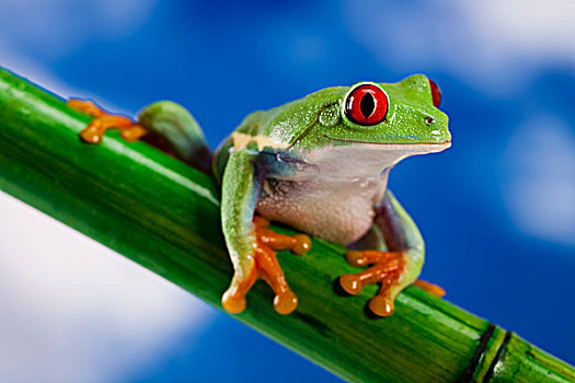 红色,绿树蛙