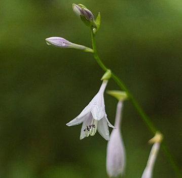 玉簪,玉泡花