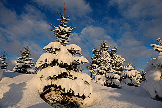 风景,挪威针杉,欧洲云杉,雪,白天,冬天,普拉蒂纳特,巴伐利亚,德国