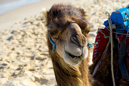 特写,头部,单峰骆驼,海滩,突尼斯
