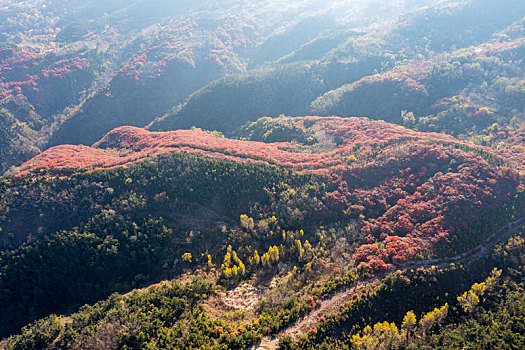 航拍济南章丘垛庄红叶漫山