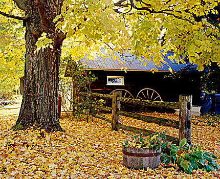 屋舍,秋天,树,栅栏