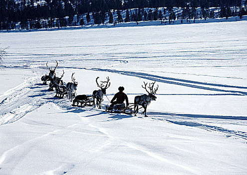 芬兰,驯鹿,拉拽,雪撬,雪