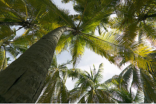 棕榈树,马尔代夫