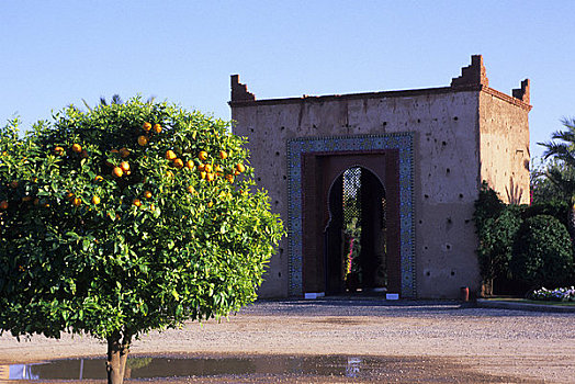 摩洛哥,靠近,玛拉喀什,橘树