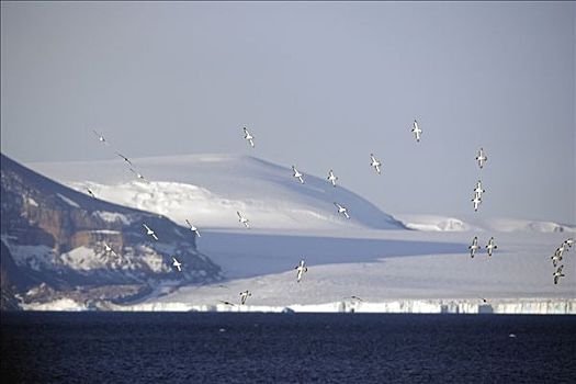 南极半岛,成群,普通,地点,岬角,海燕类,飞行,上方,一个,许多,山,冰河,流动,冰盖,背景