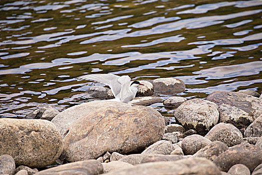 燕鸥,石头,河,拉普兰,芬兰