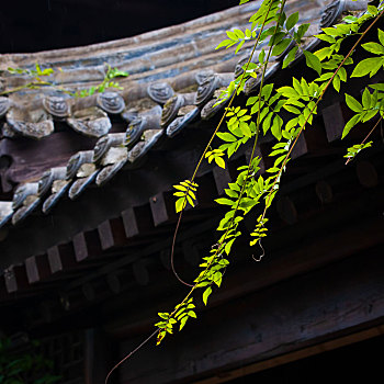 西安古观音禅寺拍的藤蔓植物