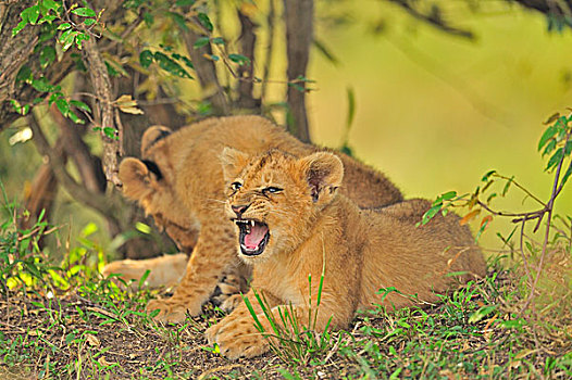 狮子,幼兽,马赛马拉国家保护区,肯尼亚,非洲