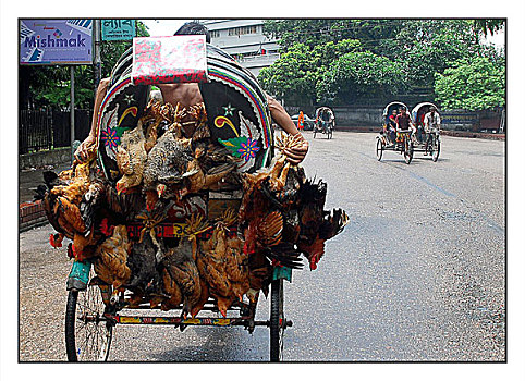 鸡,市场,人力车,孟加拉,六月,2006年