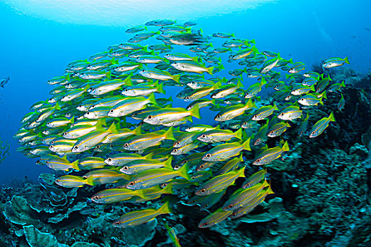 鱼群,鲷鱼,四王群岛,西巴布亚,印度尼西亚