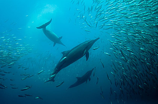 常见海豚,长吻真海豚,三个,成年,鱼群,小,外滨,港口,东开普省,南非
