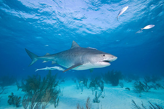 虎鲨,鼬鲨,修长,上方,沙,仰视,浅水,巴哈马,中美洲