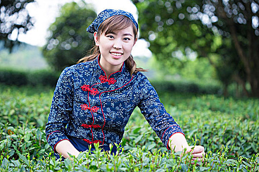 美女,亚洲人,女孩,工作,绿茶种植园