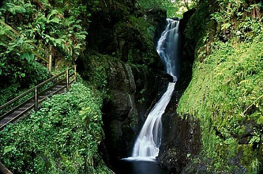瀑布,树林,公园,安特里姆郡,北爱尔兰