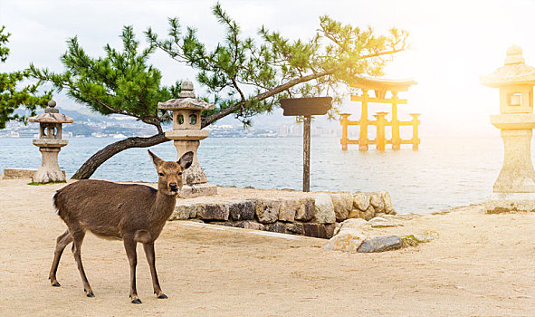 严岛神社,鹿,阳光