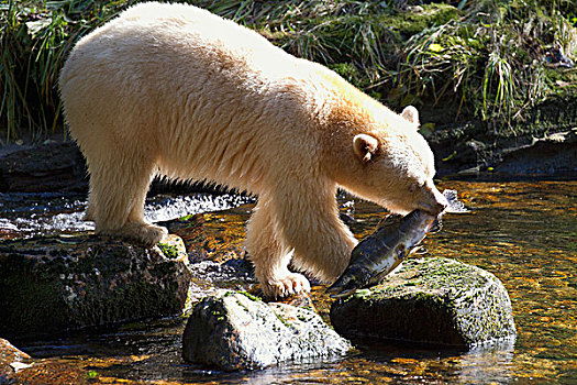白灵熊,美洲黑熊,灵熊,喂食,粉色,三文鱼,太平洋鲑属,大熊雨林,不列颠哥伦比亚省,加拿大