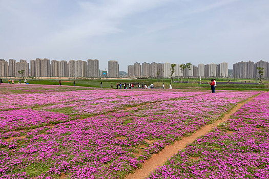 沙洋,湿地,风光