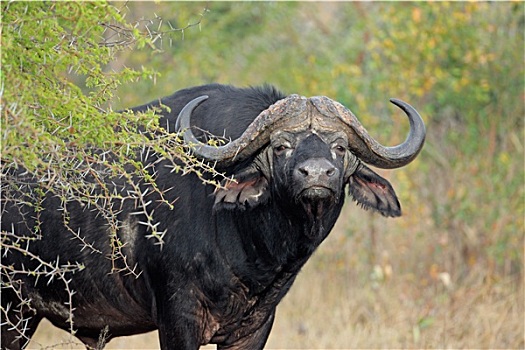 非洲水牛,公牛