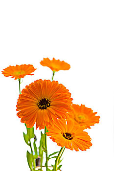 橙色,万寿菊,花,金盏花