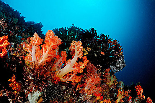 珊瑚礁,软珊瑚,四王群岛,伊里安查亚省,西巴布亚,印度尼西亚,东南亚,亚洲