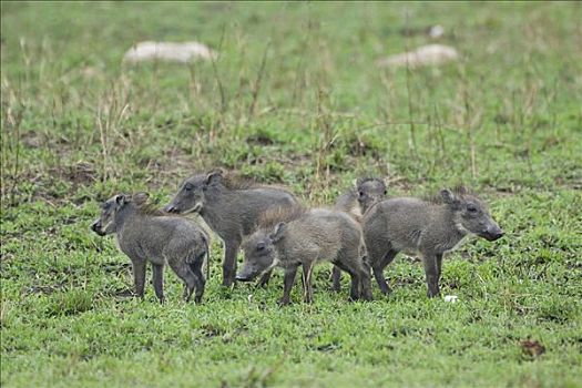 热带草原,疣猪,幼仔,马赛马拉,肯尼亚,东非