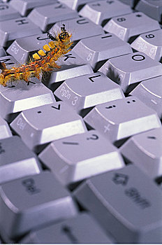 特写,毛虫,电脑键盘