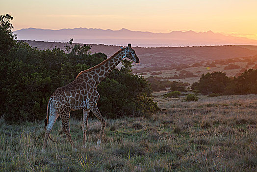 长颈鹿,走,日落,南非