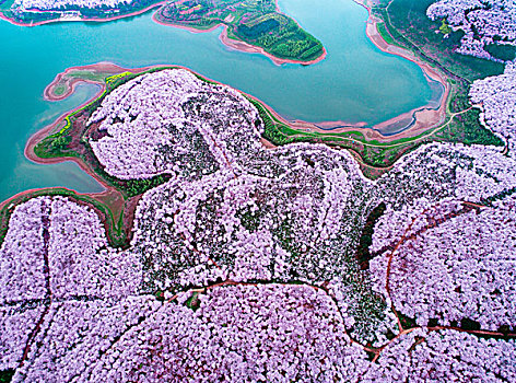 贵州贵阳贵安新区万亩樱花盛开