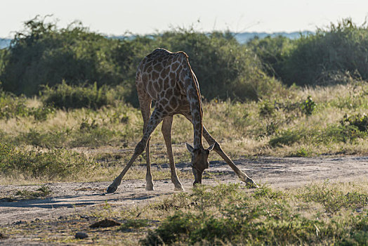 南非,长颈鹿,弯曲,腿