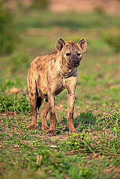 斑鬣狗,成年,克鲁格国家公园,南非,非洲
