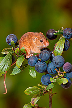 巢鼠,成年,攀登,黑刺李,水果,诺福克,英格兰,英国,欧洲