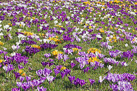 盛开,春天,藏红花,草地,番红花属,杂交品种,巴登符腾堡,德国,欧洲