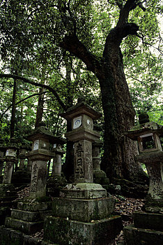 日本,奈良,神祠,神社,石头,灯笼