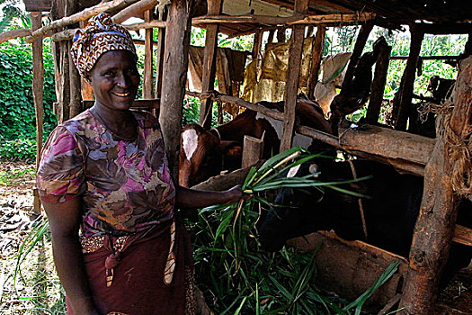 女人,乡村,农牧,喂食,母牛,牛,脱落,户外,家,阿鲁沙,坦桑尼亚,十二月,2008年