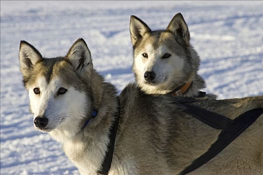 雪橇狗,旅游,瑞典