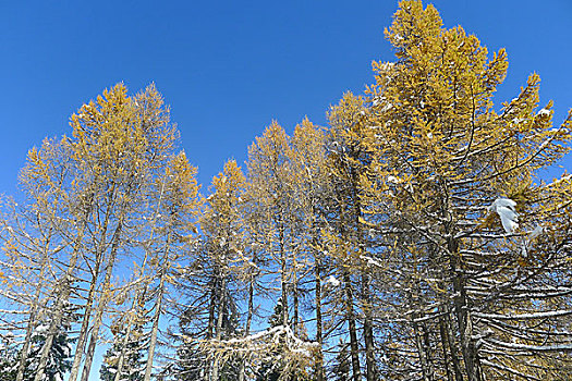 新疆巴里坤雪景森林